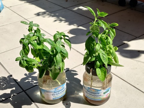 Jam Jar Hydroponic Planter